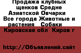 Продажа клубных щенков Средне Азиатской Овчарки - Все города Животные и растения » Собаки   . Кировская обл.,Киров г.